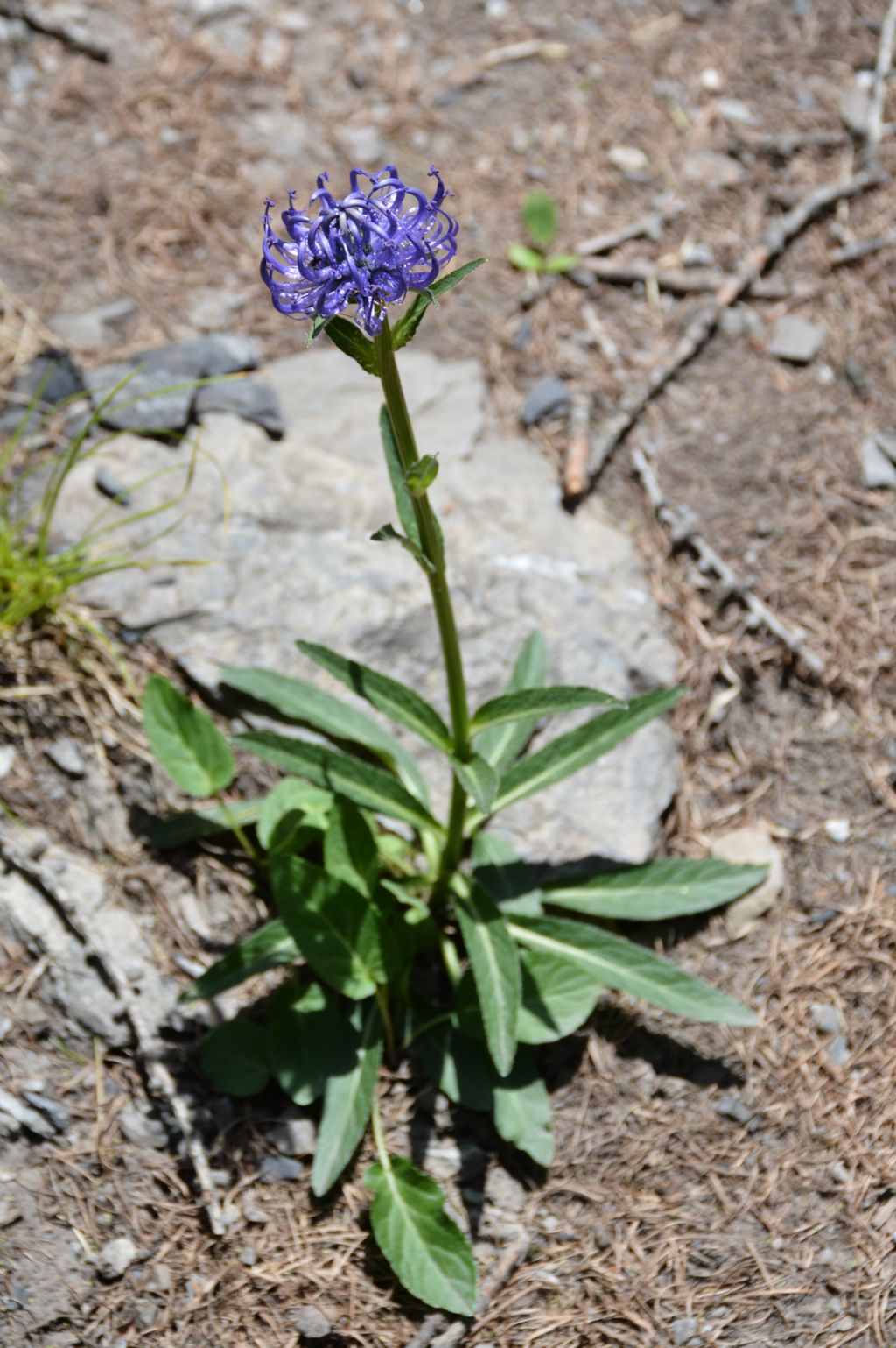 Phyteuma orbiculare